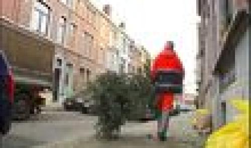 Liège: récolte des sapins